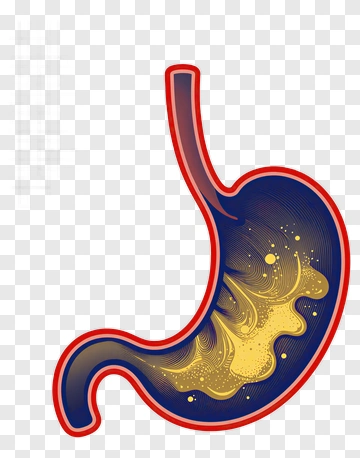 Stylized Stomach Illustration PNG