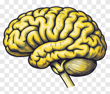 Illustration Of A Yellow Brain PNG