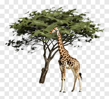 Giraffe Standing Beside A Tree PNG