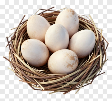 Nest With Eggs PNG