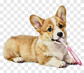Corgi Puppy Holding A Toothbrush PNG