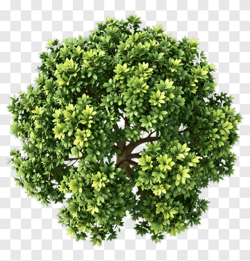 Green Tree PNG