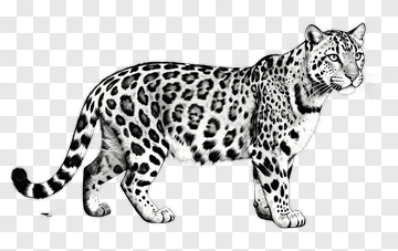 Black And White Leopard Illustration PNG
