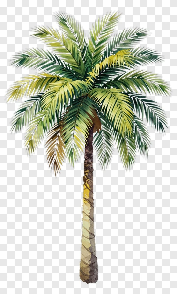 Watercolor Palm Tree PNG