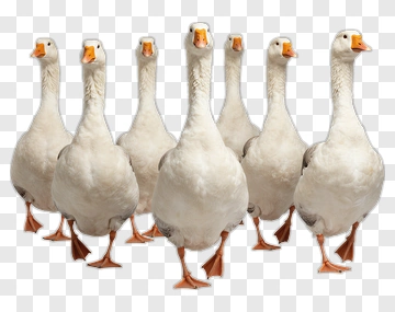 Group Of Geese Standing Together PNG