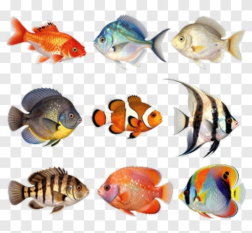 Collection Of Colorful Fish Illustrations PNG