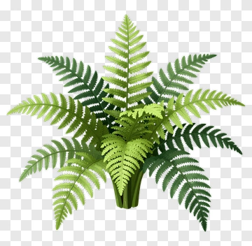 Green Fern Plant PNG