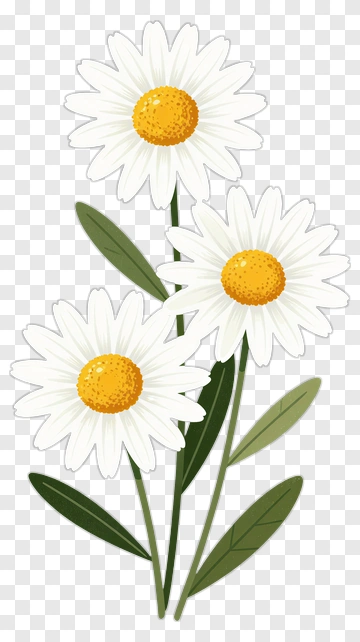 Three White Daisies With Green Leaves PNG