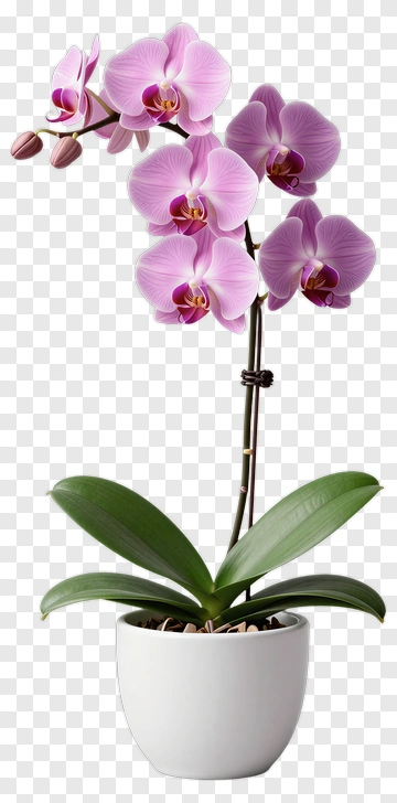Purple Orchid Flower In White Pot PNG