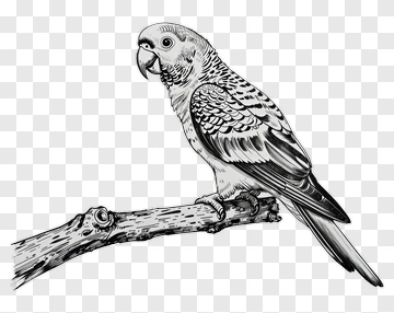 Sketch Of A Parrot Sitting On A Branch PNG