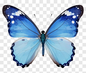Blue Butterfly With Detailed Wings PNG