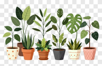 Collection Of Potted Plants PNG