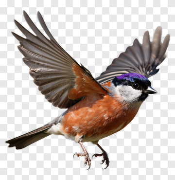 Colorful Bird In Flight PNG