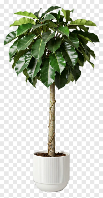 Ficus Tree In White Planter PNG