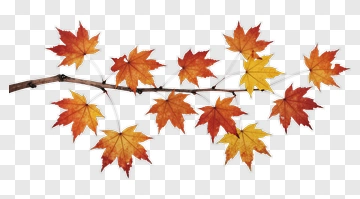 Autumn Maple Branch With Colorful Leaves PNG