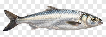 Fish PNG