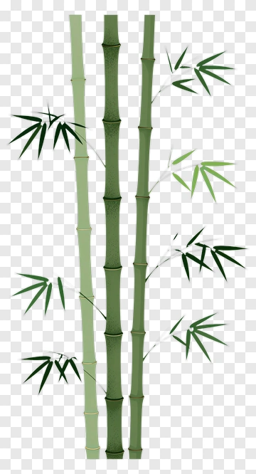 Bamboo Plant With Green Leaves PNG