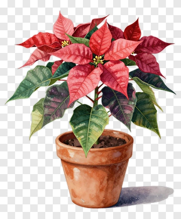 Poinsettia Plant In A Terracotta Pot PNG
