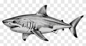 Black And White Shark PNG
