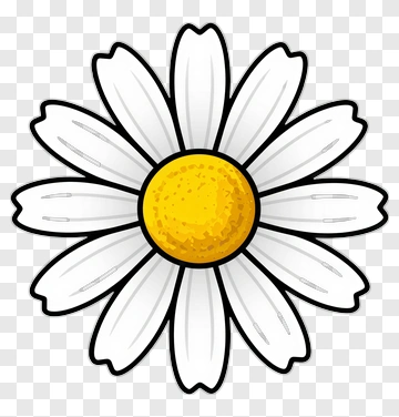 Daisy Flower PNG