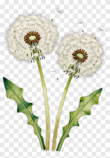 Dandelion Flowers With Green Leaves PNG
