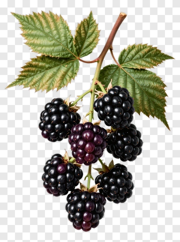 Blackberries On A Branch PNG
