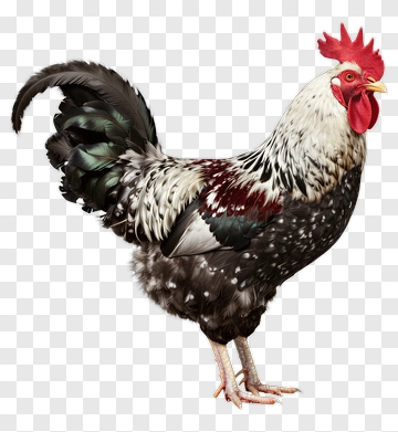 Realistic Rooster Standing Proudly PNG