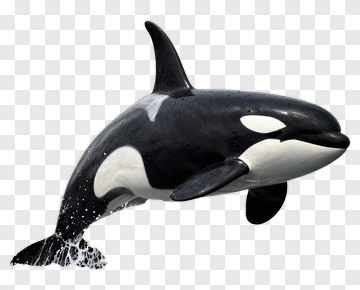 Orca Swimming In The Ocean PNG