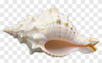 Seashell PNG