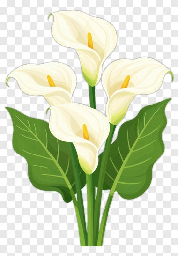 Calla Lily Bouquet PNG