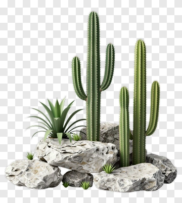 Cactus Arrangement With Rocks PNG