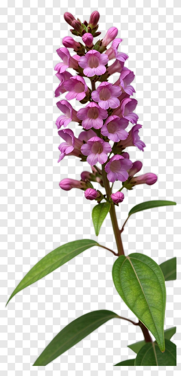 Pink Flower With Green Leaves PNG