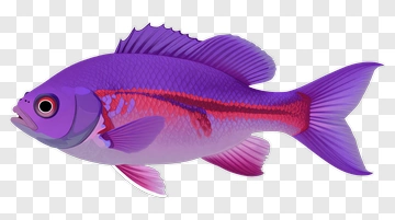 Colorful Cartoon Fish PNG