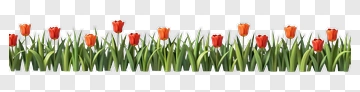 Colorful Tulip Border PNG