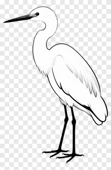 White Heron Standing PNG