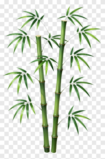 Bamboo Plant PNG