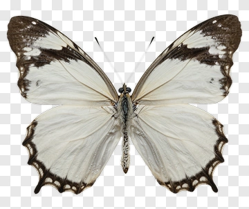 Butterfly With White And Brown Wings PNG