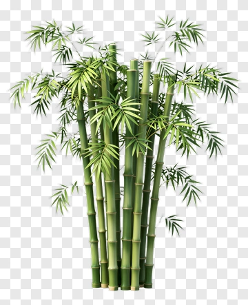 Bamboo Plant Cluster PNG