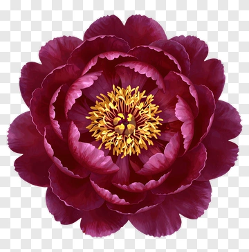 Peony Flower With Yellow Center PNG