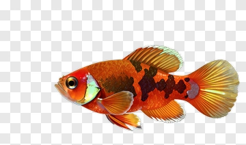 Colorful Goldfish With Unique Patterns PNG