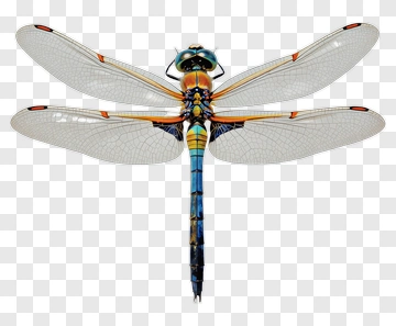 Colorful Dragonfly With Transparent Wings PNG