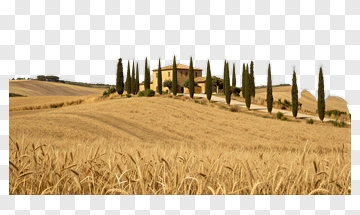 Tuscan Countryside With Wheat Field And Cypress Trees PNG
