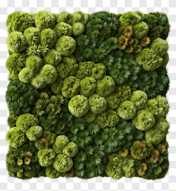 Lush Greenery And Foliage Texture PNG