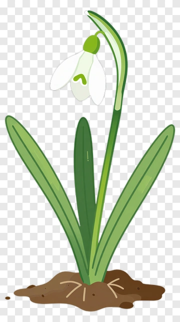 Snowdrop Flower In Soil PNG
