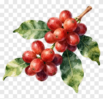 Watercolor Coffee Cherry Branch PNG