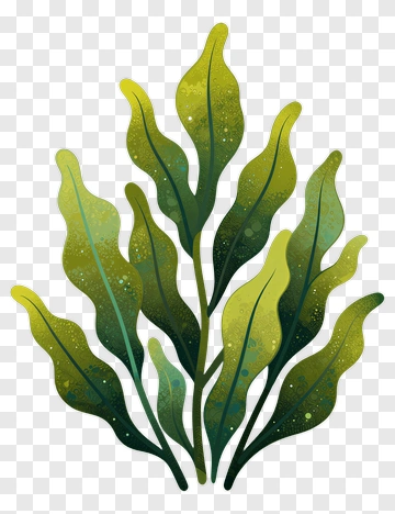 Colorful Seaweed Illustration PNG