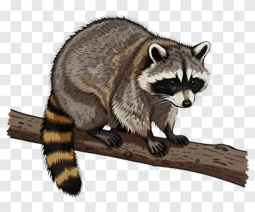 Raccoon Sitting On A Log PNG