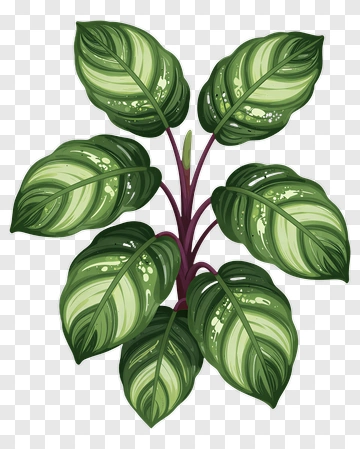Decorative Green Plant With Variegated Leaves PNG