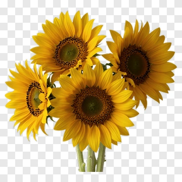 Bouquet Of Sunflowers PNG