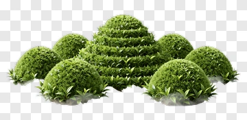 Green Bushes In A Natural Landscape PNG